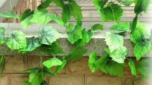 silk vines